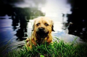 Бордер-терьер в воде Бордер-терьер в озере