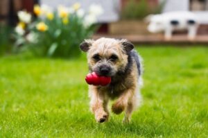 Бордер-терьер с игрушкой в зубах Бордер-терьер играет на лужайке