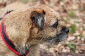 Бордер-терьер – фото крупным планом Бордер-терьер – фото