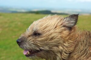 Морда бордер-терьера Мордочка бордер-терьера