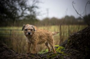 Фотография бордер-терьера Бордер-терьер: красивая фотография