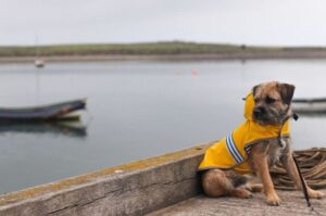 Бордер-терьер: фото Порода бордер-терьер: фото