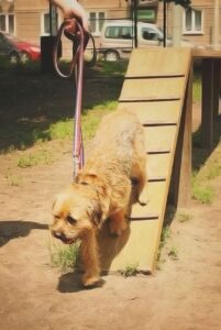 Воспитание бордер-терьера Дрессировка бордер-терьера