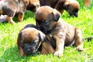 Щенки бордер-терьера Щенята бордер-терьера