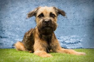 Фото бордер-терьера Красивое фото бордер-терьера