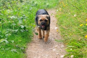 Бордер-терьер бредет по тропинке Бордер-терьер шагает по тропинке