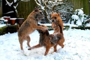 Бордер-терьеры играют в снегу Бордер-терьеры играют зимой