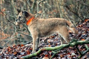 Порода бордер-терьер Порода собак бордер-терьер