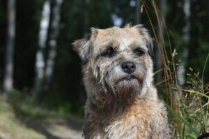 Фото красивого бордер-терьера Бордер-терьер: портрет