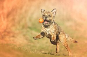 Бордер-терьер играет с мячиком Бордер-терьер с мячом в прыжке