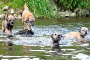 Бордер-терьеры в реке Бордер-терьеры плывут в реке