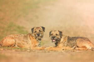 Два бордер-терьера Фото двух бордер-терьеров