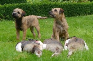 Бордер-терьеры с добычей Бордер-терьер после охоты с добычей