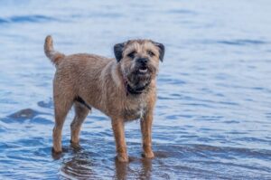 Бордер-терьер стоит в воде Бордер-терьер: фото в воде