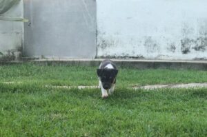 Красивый щенок породы бразильский терьер