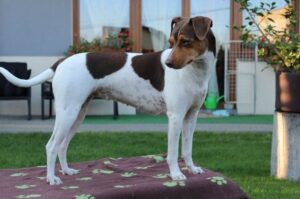 Собака бразильский терьер