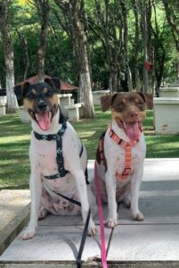 Две собаки породы бразильский терьер