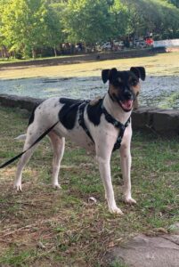 Фото породы фокс паулистинья