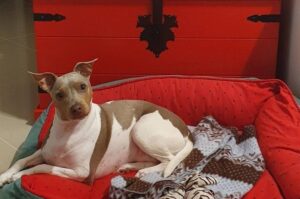 Фото терьера бразилейро