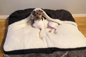 Терьер бразилейро на подстилке