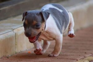 Бегущий щенок терьера бразилейро