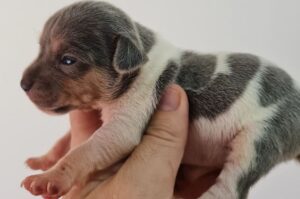 Щенок бразильского терьера