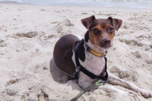 Собака терьер бразилейро