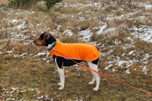 Собака порода бразильский терьер