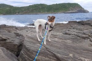 Порода собаки бразильский терьер