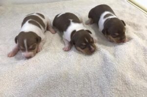 Щенята породы бразильский терьер