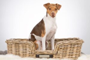 Бразильский терьер собака