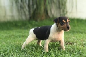 Щеночек бразильского терьера