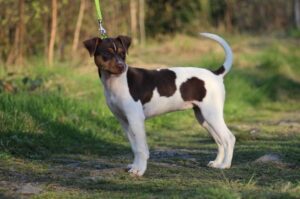 Все о породе бразильский терьер