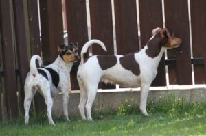 Собаки бразильские терьеры