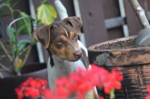 Бразильский терьер: характеристика