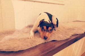 Красивое фото бразильского терьера