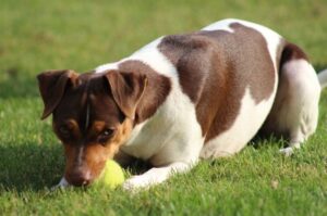 Бразильский терьер лежит на траве и играет с мячом