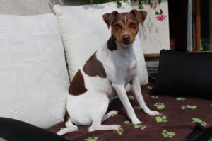 Порода бразильский терьер: фото