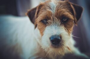 Джек-рассел-терьер брокен