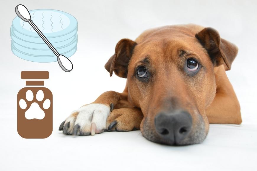 Чем чистить уши собаке?