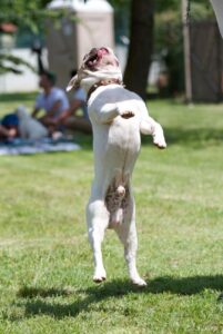 Французский бульдог: фото в прыжке