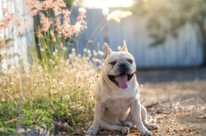 Фото французского бульдога