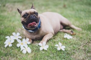 Французский бульдог с цветочками