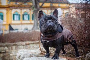 Французский бульдог черного окраса