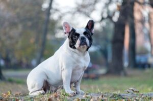 Французский бульдог черно-белый