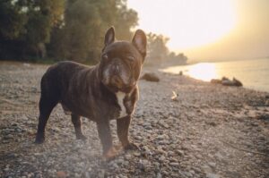 Красивый французский бульдог