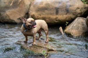 Французский бульдог: фото в реке