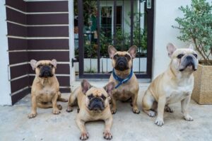 Фото французских бульдогов