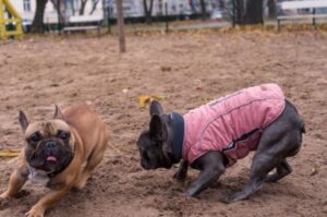 Два французских бульдога