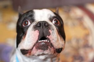 Французский бульдог фото крупным планом